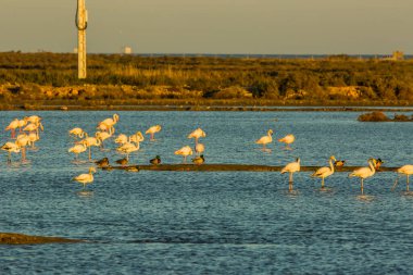 Delta de l 'Ebre Doğa Parkı, Tarragona, Katalonya, İspanya