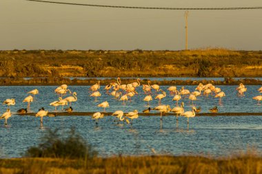 Delta de l 'Ebre Doğa Parkı, Tarragona, Katalonya, İspanya