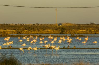 Delta de l 'Ebre Doğa Parkı, Tarragona, Katalonya, İspanya