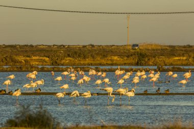 Delta de l 'Ebre Doğa Parkı, Tarragona, Katalonya, İspanya