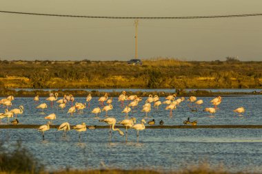 Delta de l 'Ebre Doğa Parkı, Tarragona, Katalonya, İspanya