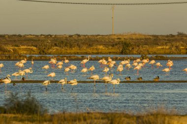 Delta de l 'Ebre Doğa Parkı, Tarragona, Katalonya, İspanya