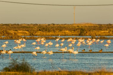 Delta de l 'Ebre Doğa Parkı, Tarragona, Katalonya, İspanya