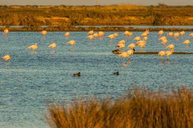 Delta de l 'Ebre Doğa Parkı, Tarragona, Katalonya, İspanya