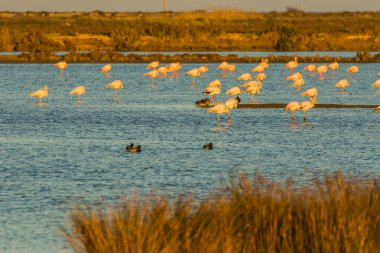 Delta de l 'Ebre Doğa Parkı, Tarragona, Katalonya, İspanya