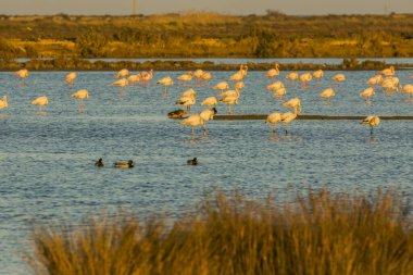 Delta de l 'Ebre Doğa Parkı, Tarragona, Katalonya, İspanya