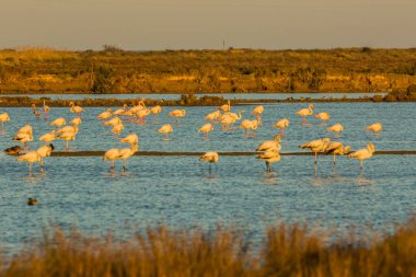 Delta de l 'Ebre Doğa Parkı, Tarragona, Katalonya, İspanya