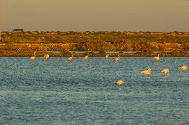 Delta de l 'Ebre Doğa Parkı, Tarragona, Katalonya, İspanya