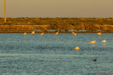 Delta de l 'Ebre Doğa Parkı, Tarragona, Katalonya, İspanya