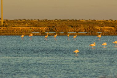 Delta de l 'Ebre Doğa Parkı, Tarragona, Katalonya, İspanya