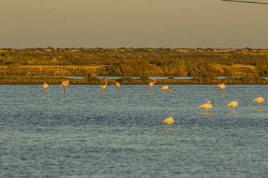 Delta de l 'Ebre Doğa Parkı, Tarragona, Katalonya, İspanya