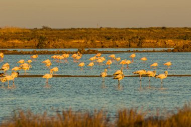 Delta de l 'Ebre Doğa Parkı, Tarragona, Katalonya, İspanya