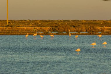 Delta de l 'Ebre Doğa Parkı, Tarragona, Katalonya, İspanya