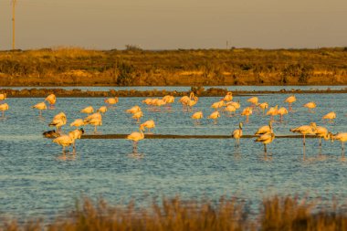Delta de l 'Ebre Doğa Parkı, Tarragona, Katalonya, İspanya