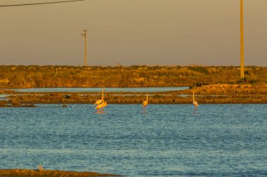 Delta de l 'Ebre Doğa Parkı, Tarragona, Katalonya, İspanya