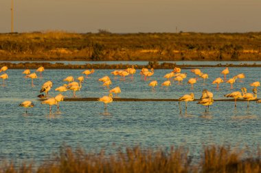 Delta de l 'Ebre Doğa Parkı, Tarragona, Katalonya, İspanya