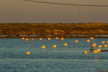 Delta de l 'Ebre Doğa Parkı, Tarragona, Katalonya, İspanya