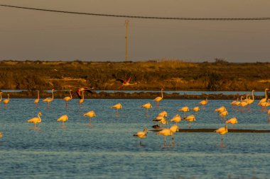 Delta de l 'Ebre Doğa Parkı, Tarragona, Katalonya, İspanya