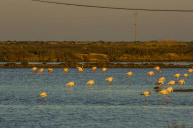 Delta de l 'Ebre Doğa Parkı, Tarragona, Katalonya, İspanya