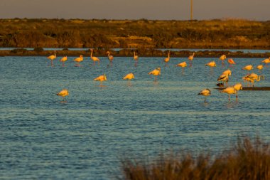 Delta de l 'Ebre Doğa Parkı, Tarragona, Katalonya, İspanya