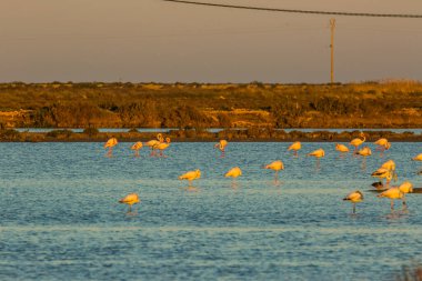 Delta de l 'Ebre Doğa Parkı, Tarragona, Katalonya, İspanya