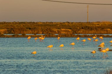 Delta de l 'Ebre Doğa Parkı, Tarragona, Katalonya, İspanya