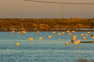 Delta de l 'Ebre Doğa Parkı, Tarragona, Katalonya, İspanya