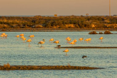 Delta de l 'Ebre Doğa Parkı, Tarragona, Katalonya, İspanya