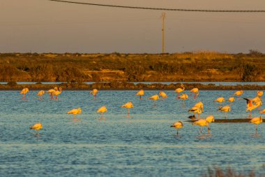Delta de l 'Ebre Doğa Parkı, Tarragona, Katalonya, İspanya