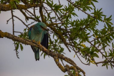 Montgai, Lleida, Katalonya, İspanya 'da Avrupa Roller' i (Coracias garrulus). Avrupa