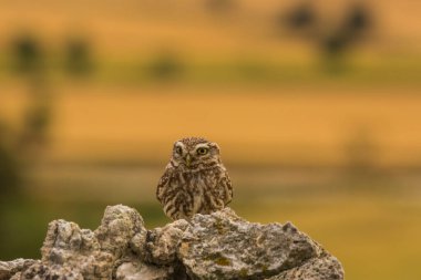 Küçük baykuş (Athene noctua) Montgai, Lleida, Katalonya, İspanya 'da. Avrupa