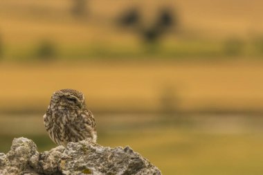 Küçük baykuş (Athene noctua) Montgai, Lleida, Katalonya, İspanya 'da. Avrupa