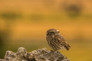 Küçük baykuş (Athene noctua) Montgai, Lleida, Katalonya, İspanya 'da. Avrupa
