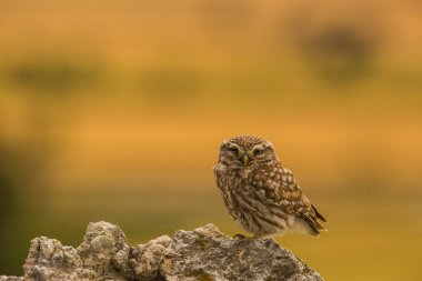 Küçük baykuş (Athene noctua) Montgai, Lleida, Katalonya, İspanya 'da. Avrupa