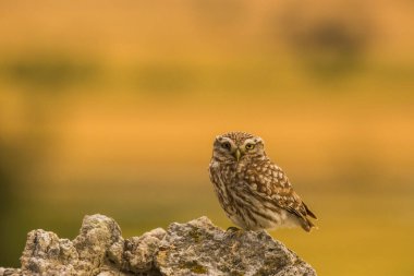 Küçük baykuş (Athene noctua) Montgai, Lleida, Katalonya, İspanya 'da. Avrupa