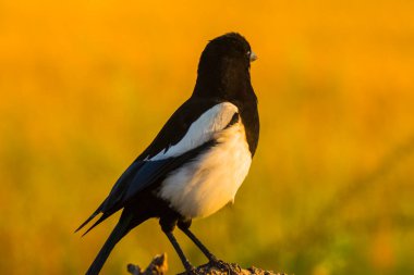 Kargalar (Corvus corax) ilkbaharda Montgai, Lleida, Katalonya, İspanya 'da. Avrupa