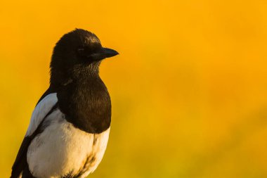 Kargalar (Corvus corax) ilkbaharda Montgai, Lleida, Katalonya, İspanya 'da. Avrupa