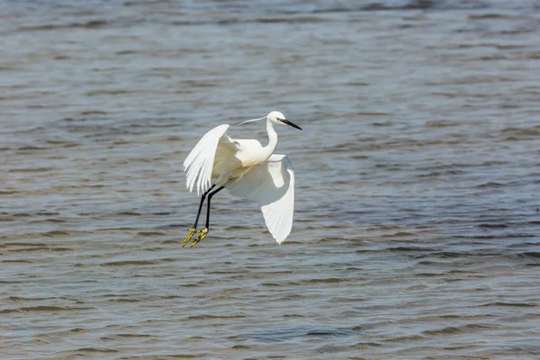 Petite Aigrette Dans Parc Naturel Delta Ebre Tarragone Catalogne Espagne — Photo