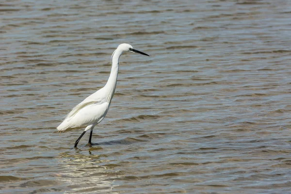 Little Egret Delta Ebre Nature Park Tarragona Catalonia Spain — Stock Photo, Image