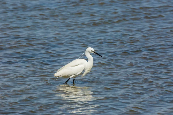 Żółw Parku Przyrody Delta Ebre Tarragona Katalonia Hiszpania — Zdjęcie stockowe