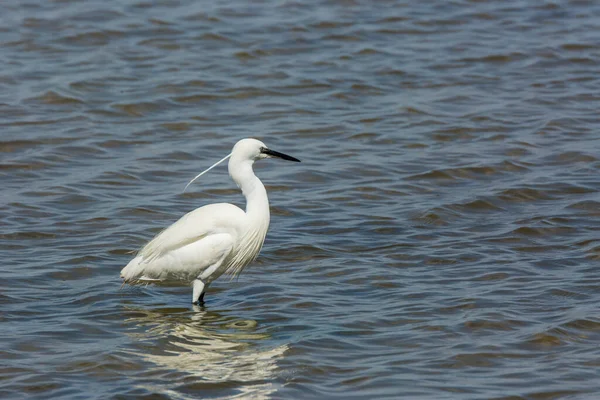 Seidenreiher Naturpark Delta Ebre Tarragona Katalonien Spanien — Stockfoto