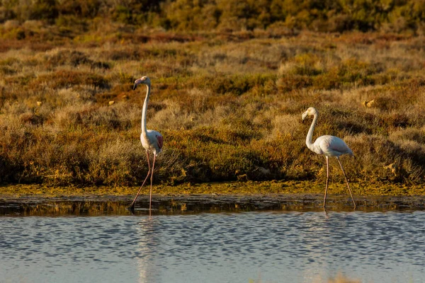 Flamingos Parque Natural Delta Ebre Tarragona Catalunha Espanha — Fotografia de Stock