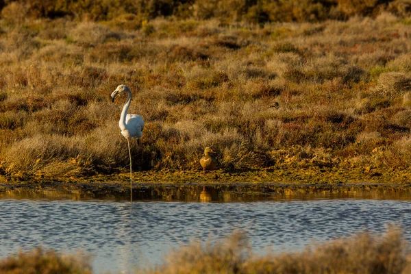 Delta de l 'Ebre Doğa Parkı, Tarragona, Katalonya, İspanya