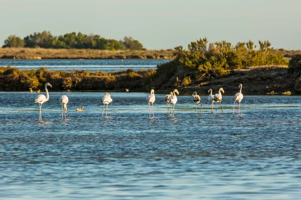 Flamants Roses Dans Parc Naturel Delta Ebre Tarragone Catalogne Espagne — Photo