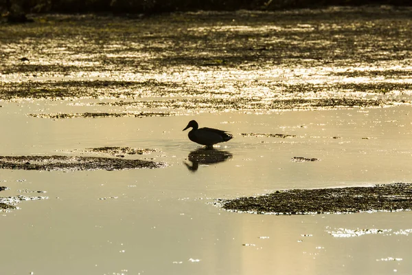 Západ Slunce Divoká Zvěř Přírodním Parku Delta Ebre Tarragona Katalánsko — Stock fotografie