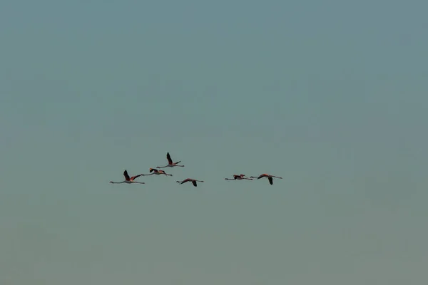 Flamingos Delta Ebre Nature Park Tarragona Catalonia Spain — Stock Photo, Image