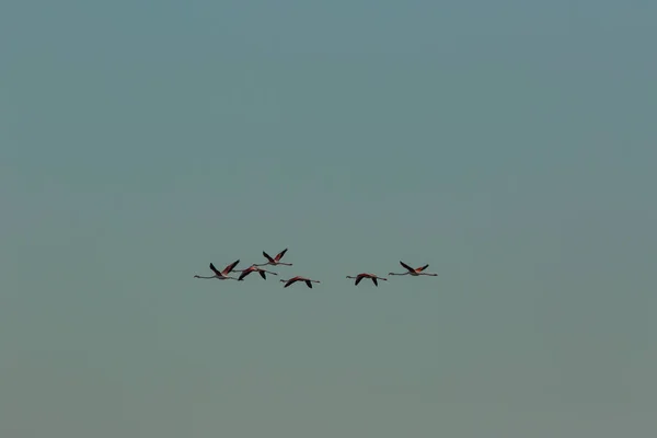 Flamants Roses Dans Parc Naturel Delta Ebre Tarragone Catalogne Espagne — Photo