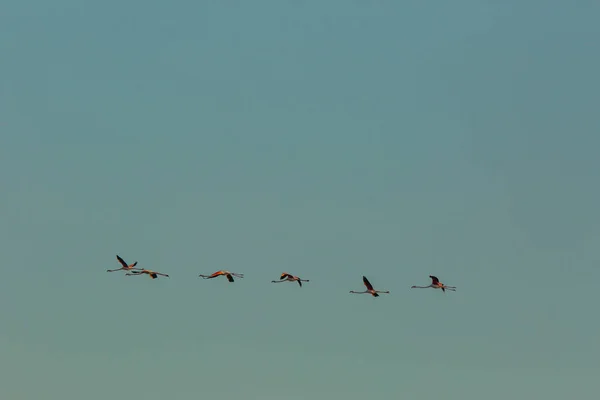 Flamingi Parku Przyrody Delta Ebre Tarragona Katalonia Hiszpania — Zdjęcie stockowe