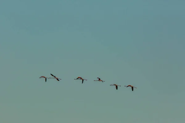 Flamingos Delta Ebre Nature Park Tarragona Καταλονία Ισπανία — Φωτογραφία Αρχείου