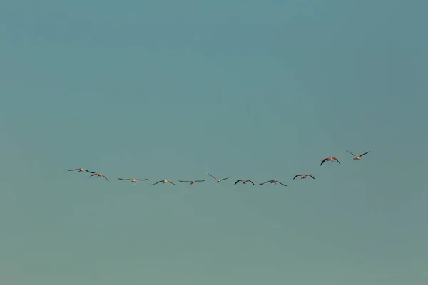 Flamingos Parque Natural Delta Ebre Tarragona Catalunha Espanha — Fotografia de Stock
